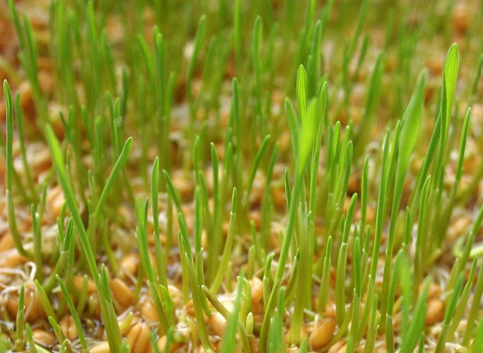 Cómo hacer germinados en casa y sus beneficios